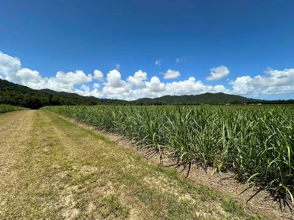 Djarawong  Cane farm near Tully with permanent creek