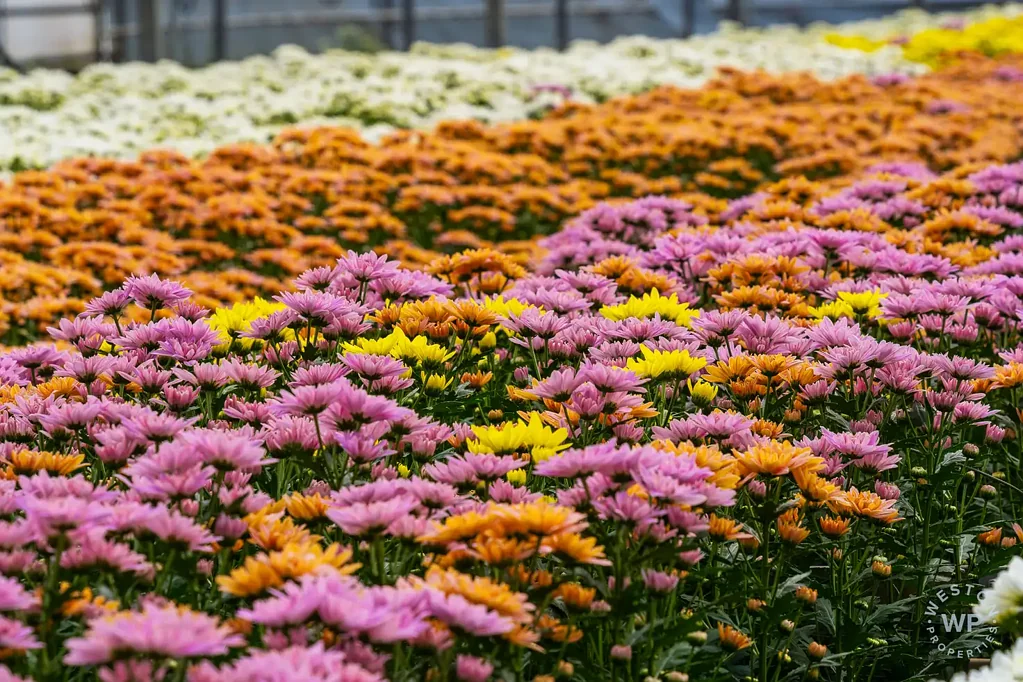 Birdwood Blumberg Flowers