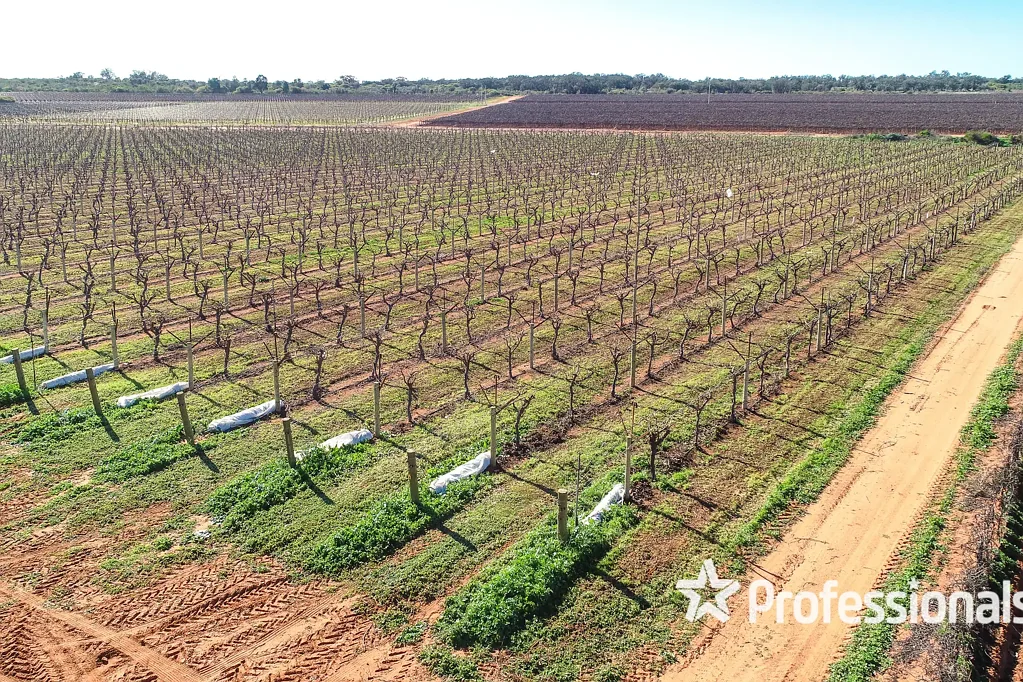 Coomealla Exceptional 23ha Tablegrape Vineyard in Coomealla