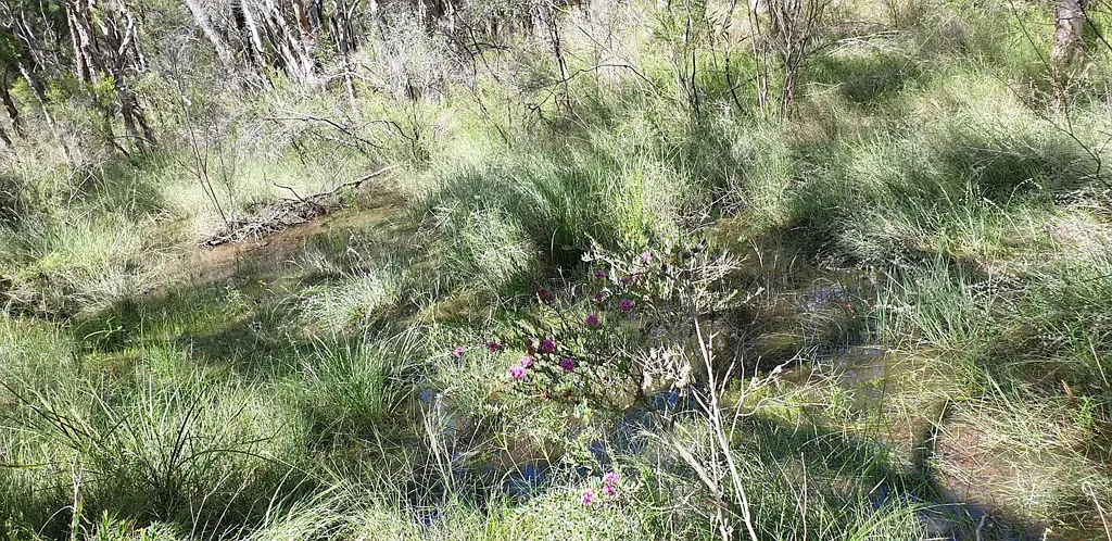 Millmerran Woods 8 Hectares (20 Acres) - Rare Creek & Wetland Block with New Dam and Ready-to-Build Plans