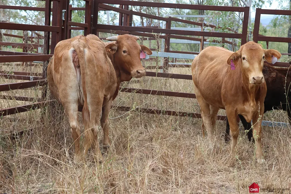 Mount Perry  252.8 ACRES PERFECT FOR CATTLE & LIFESTYLE