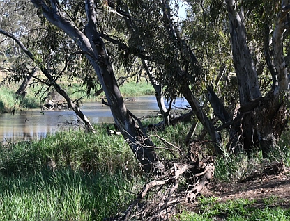  Laanecoorie-Newbridge Road, Newbridge, Bendigo, 0 phòng ngủ, 0 phòng tắm, Lifestyle Property