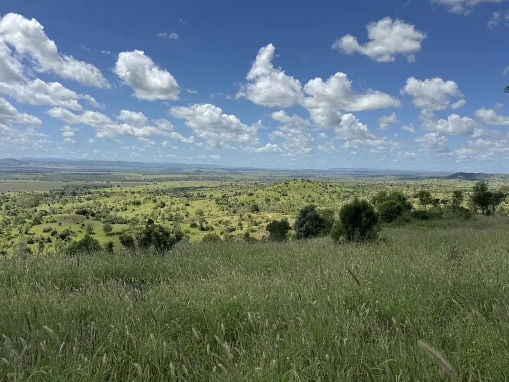 Thangool  Buffel Pastures, Reliable Water with Breeding or Trading Opportunity