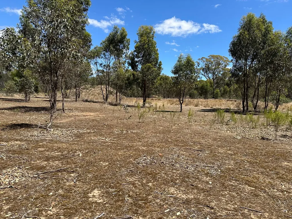 Carisbrook 36.55 Acres For Sale in Carisbrook