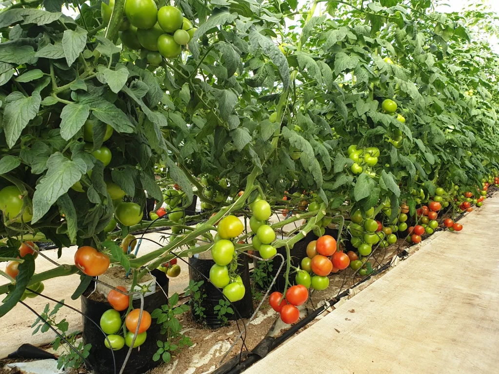 Mauku 3कमरा Lifestyle with Thriving Greenhouse Business