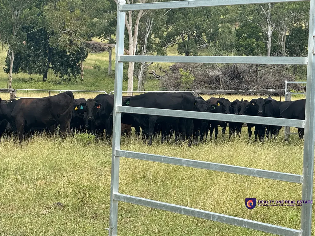 Alton Downs 540Acres of Prime Undulating Country – Just 15-20 Minutes from Rockhampton