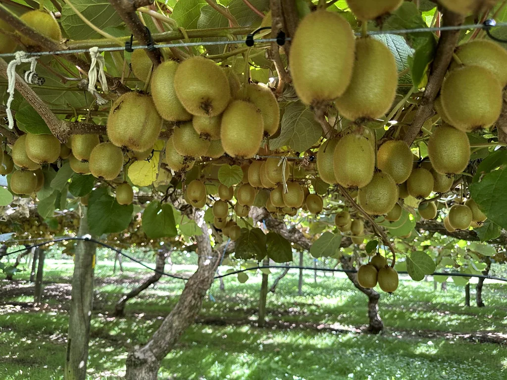 Hikuai Orchard, grazing and future options
