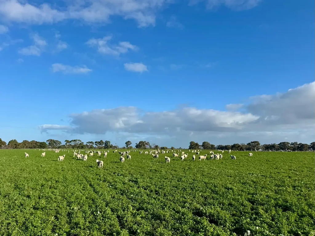Keith "Hundred line paddock"