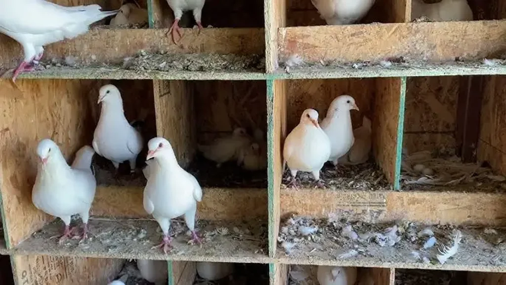 Carabost  Established Wholesale Squab (Pigeon) Production Farm