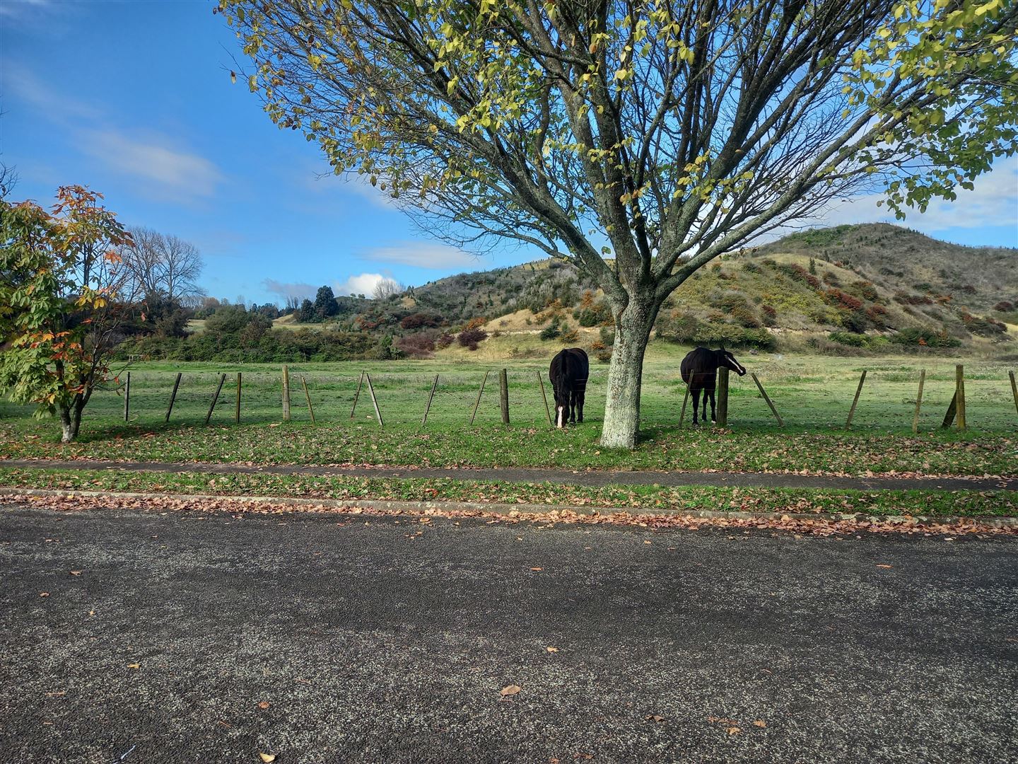 59 Hardie Avenue, Kawerau, Kawerau, 1 Kuwarto, 1 Banyo