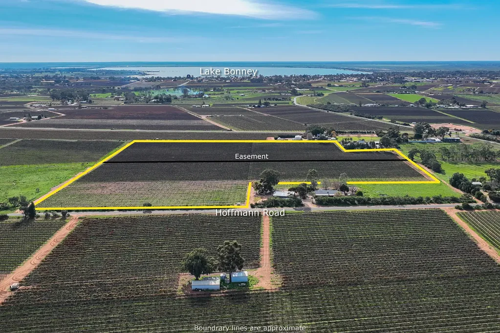 Loveday Productive Riverland Vineyard Opportunity