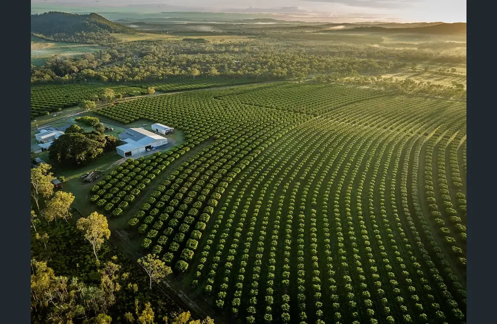 Dimbulah 7房  Turn-Key Tropical Orchard | Over 8,900 Trees | Export-Grade Produce | Strategic Location
