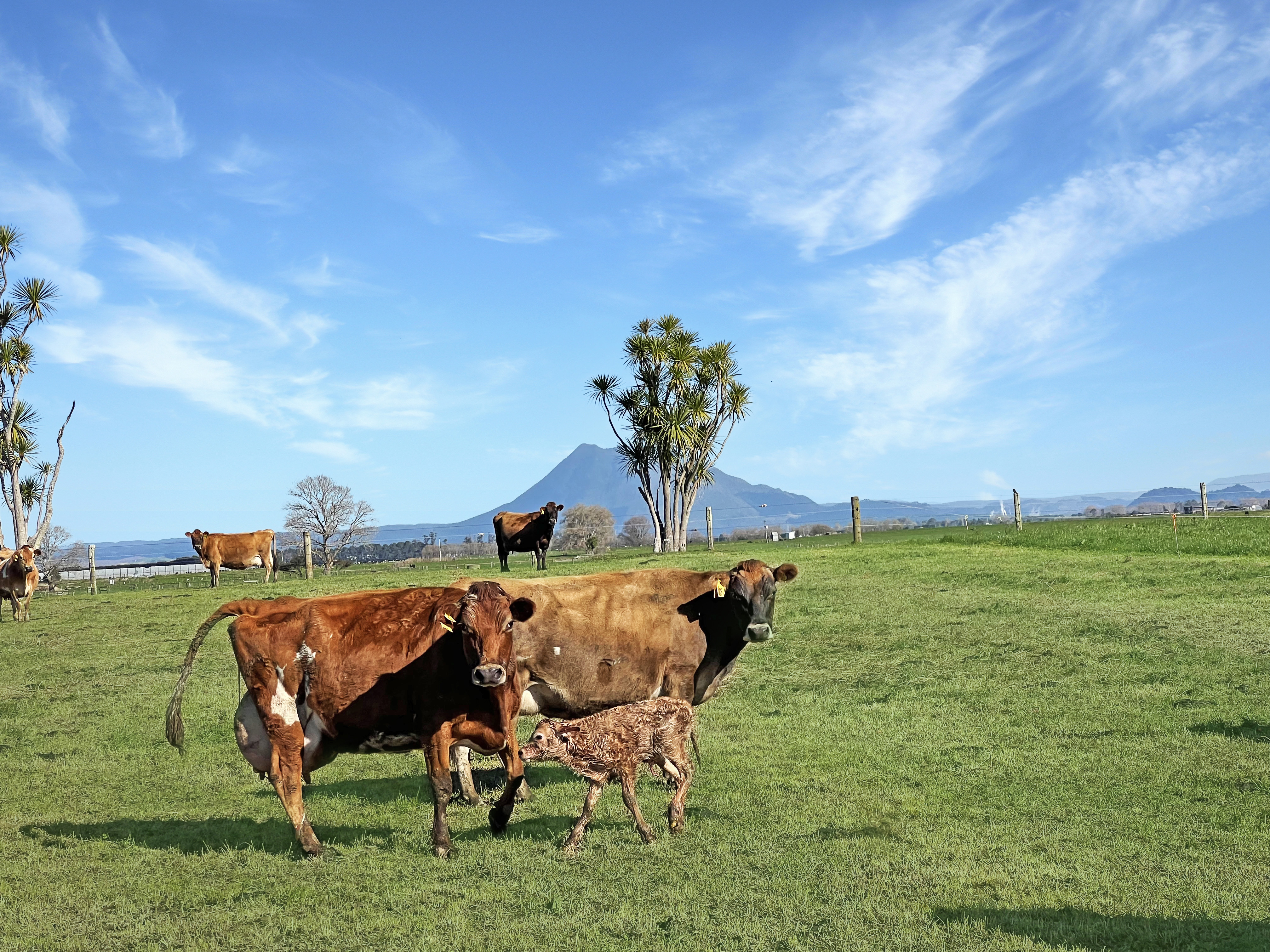 337 Greig Road, Matata, Whakatane, 0 ਕਮਰੇ, 0 ਬਾਥਰੂਮ, Dairy