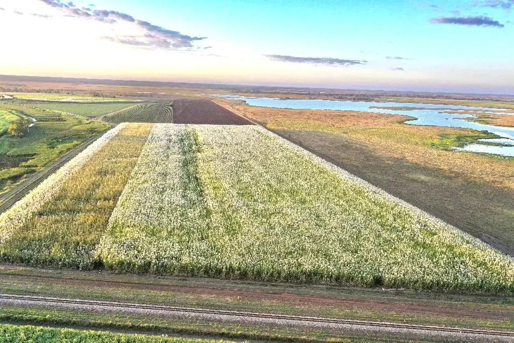 Brandon 100 Acre Irrigated Cane Farm - Brandon