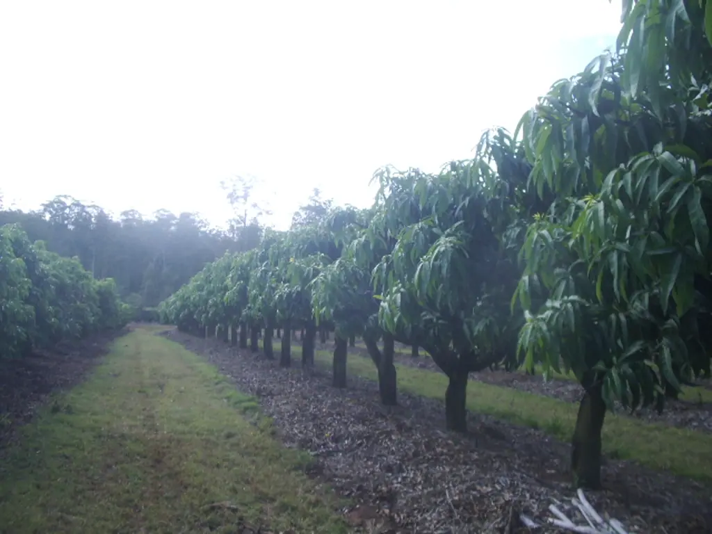 Gin Gin MANGO & SUB-TROPICAL FRUIT ORCHARD...IN FULL PRODUCTION