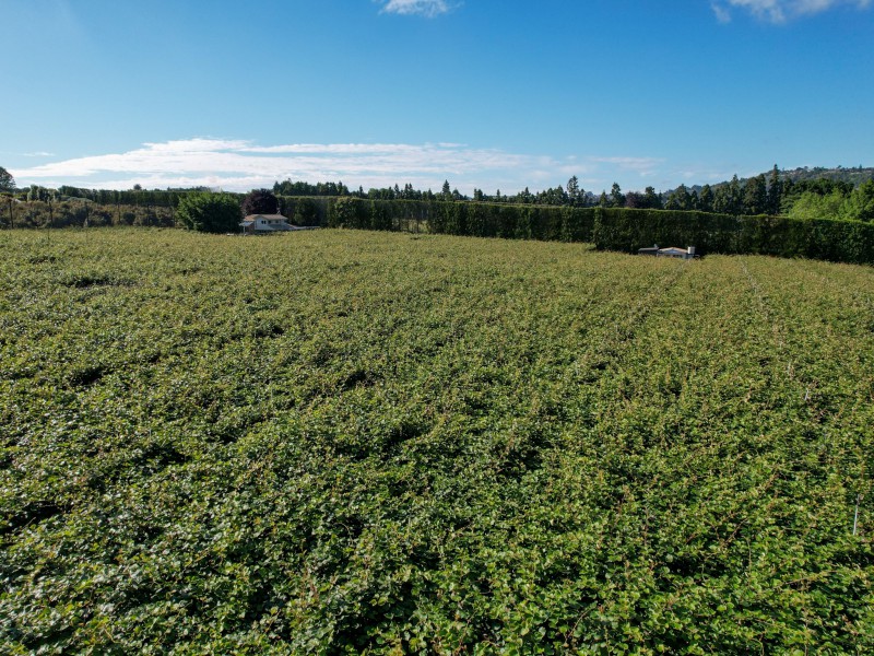 103 Te Puna Road, Te Puna, Bay Of Plenty, 0 rūma, 0 rūma horoi