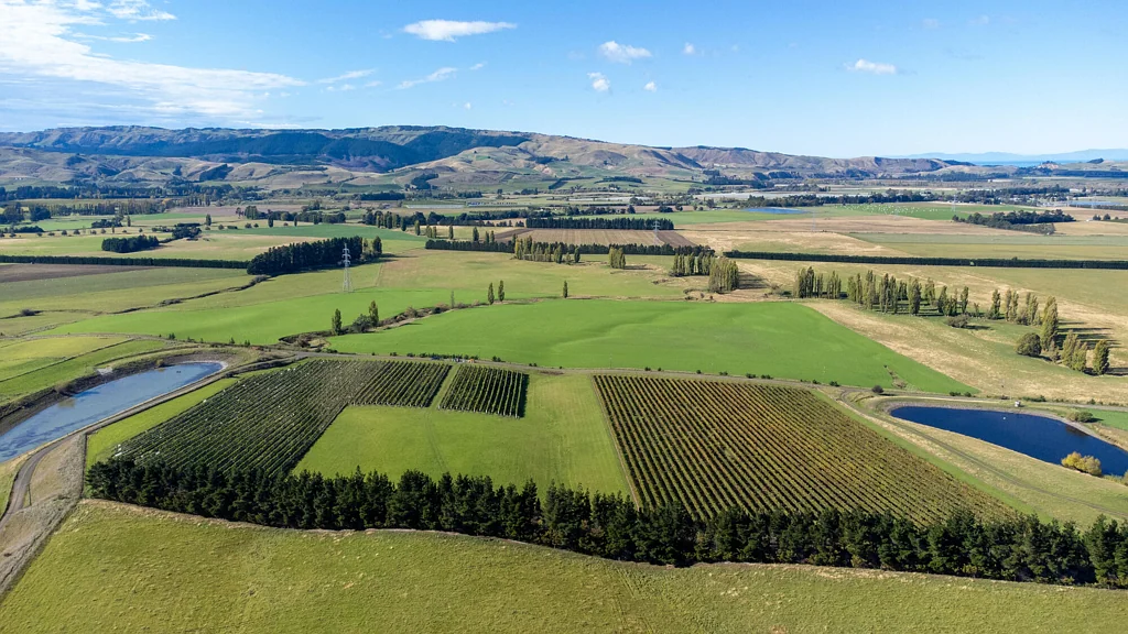 Waipara Productive vines - grape supply contract available