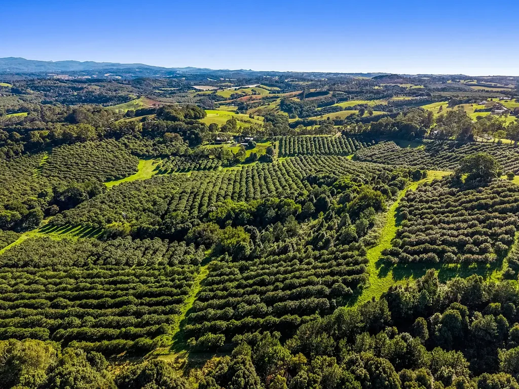 Fernleigh  Productive Macadamia Orchard with Panoramic Hinterland & Ocean Views