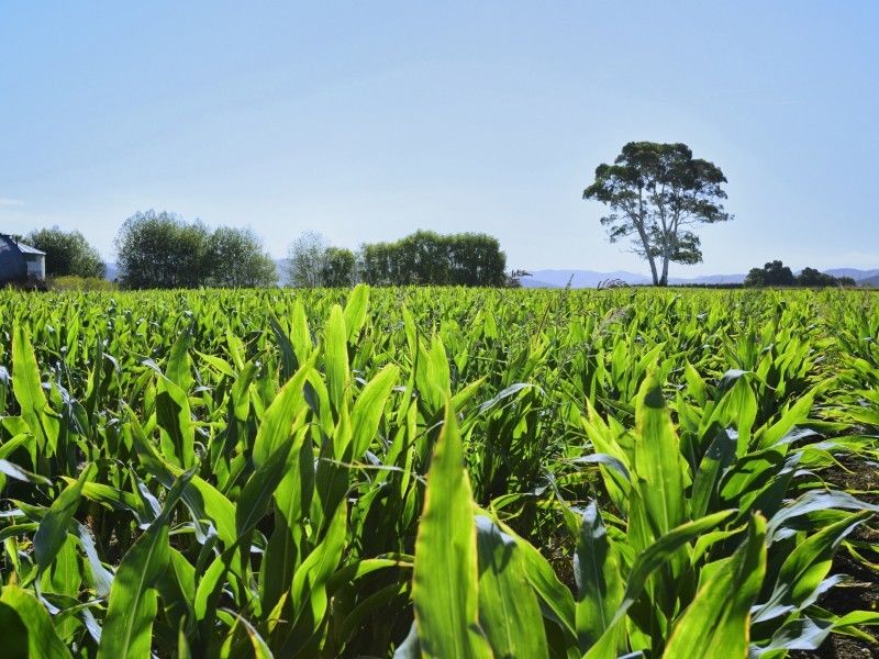 Wharerata Road, Muriwai, Gisborne, 0 Bedrooms, 1 Bathrooms