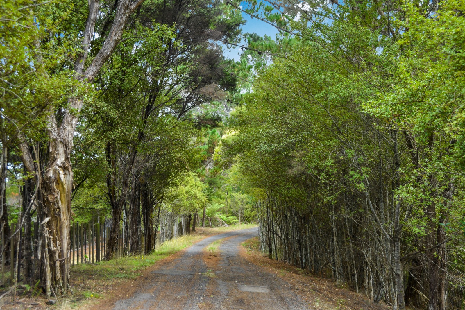 36 Te Araroa Drive, Paremoremo, Auckland - North Shore, 2房, 0浴