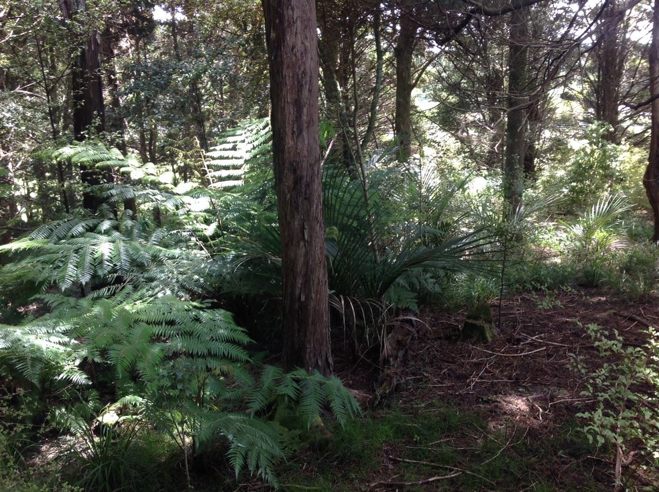 1233 Weranui Road, Wainui, Auckland - Rodney, 5 chambres, 3 salles de bain