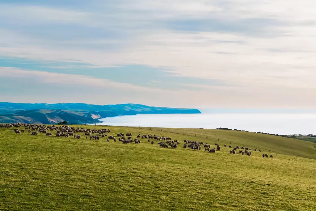 Carrickalinga  A stunning combination of undulating & productive grazing country with both proximity to and panoramic views of the south coast.