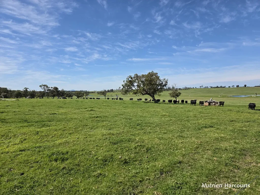 Napier Absolute Ripper Cattle Block being offered First time to the Open Market