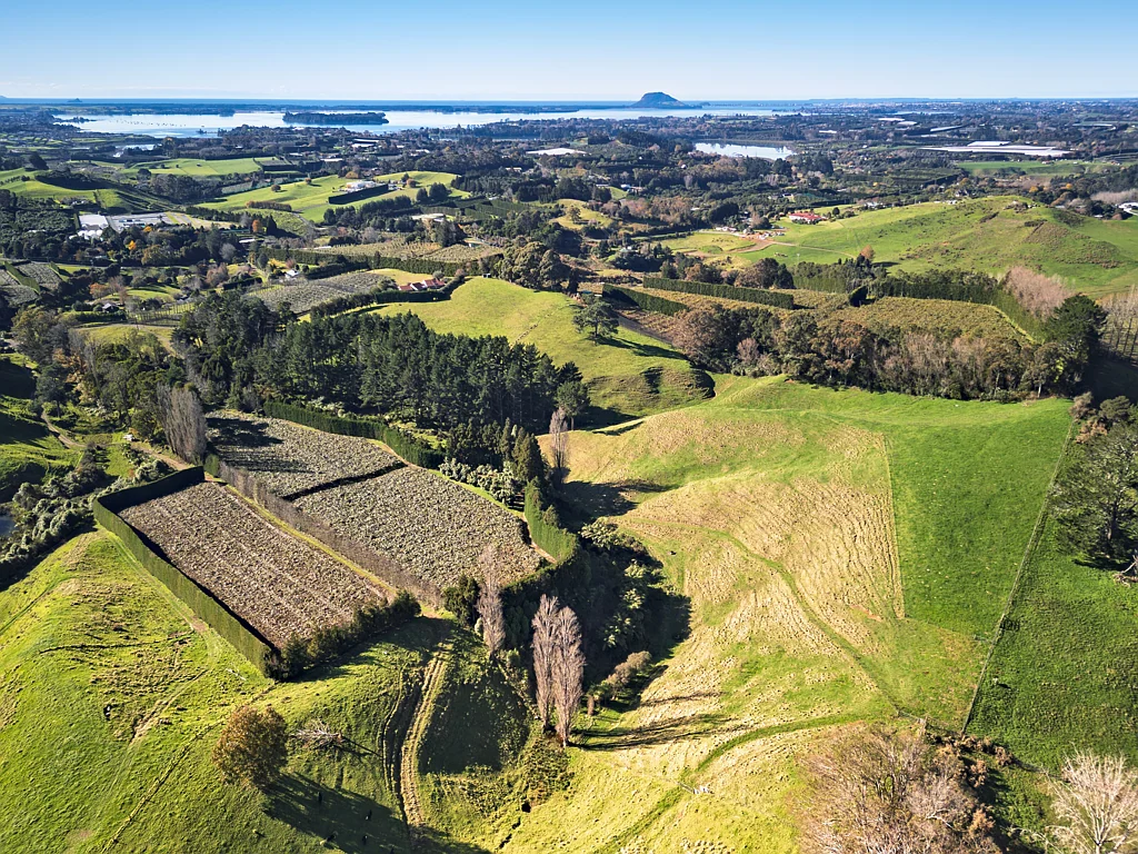 Whakamarama Cherished family estate - income and opportunity