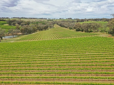 155 Tierneys Road, Young, NSW 2594, 0 Bedrooms, 0 Bathrooms, Lifestyle Property