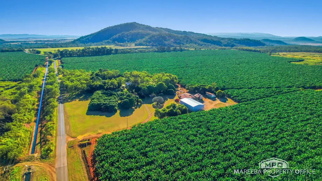 Walkamin  WALKAMIN BANANA FARM ON RICH VOLCANIC SOILS