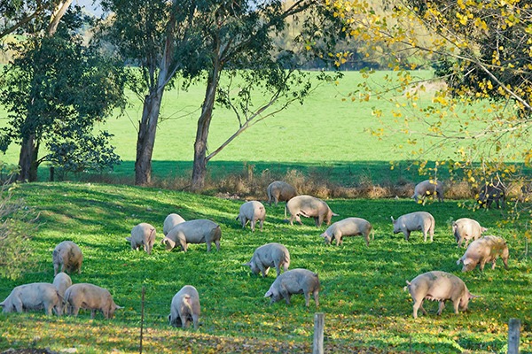 55 Bussells Road, Makikihi, Waimate, 0 rūma, 0 rūma horoi