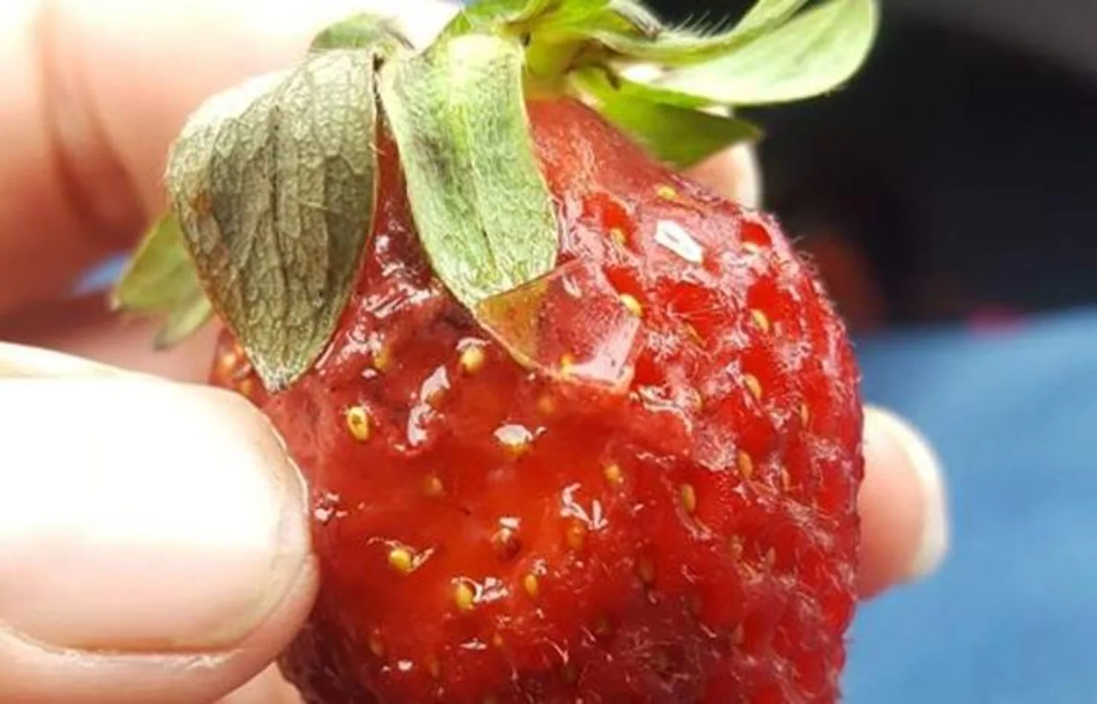 草莓生出玻璃渣！在新西兰，吃个草莓太难了