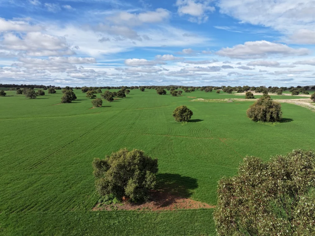 Trundle Crops Included until 4/9/24  + Bore & Exceptional Kurrajong Country