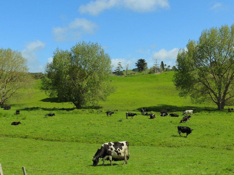 95 Waller Road, Arapohue, Kaipara, 0 phòng ngủ, 0 phòng tắm, Dairy