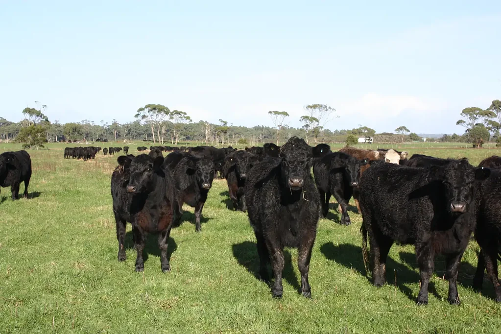Smithton  Quality Beef Livestock Property 113.36 Ha (280) Acres