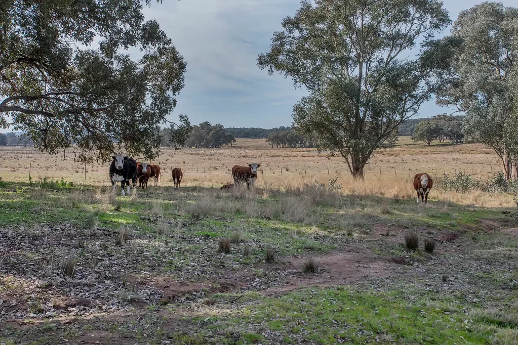 Cowra 113 Acres of Lifestyle Country