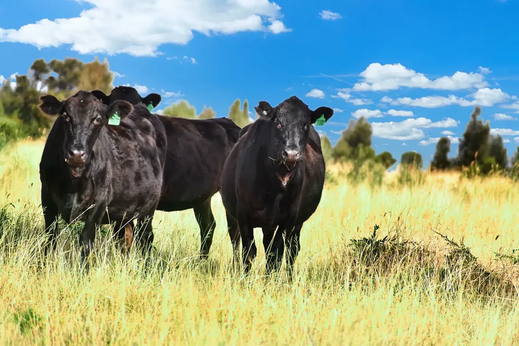 " Kooringa ", Roma, QLD 4455