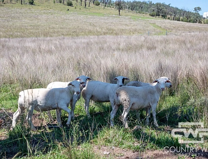 9699 Bruxner Highway, Bonshaw, Tamworth, 5 ห้องนอน, 1 ห้องน้ำ, Lifestyle Property