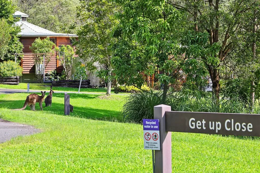 Currumbin Valley 4房  Imagine Having Australian Native Wildlife Literally On Your Doorstep