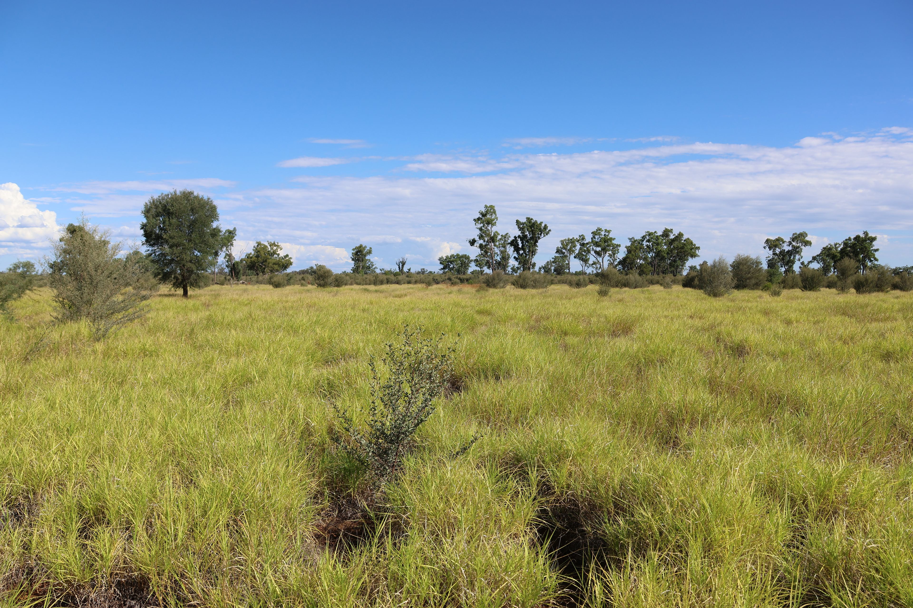 27019 MITCHELL HWY, BAKERS BEND QLD 4470, 0 રૂમ, 0 બાથરૂમ, Lifestyle Property