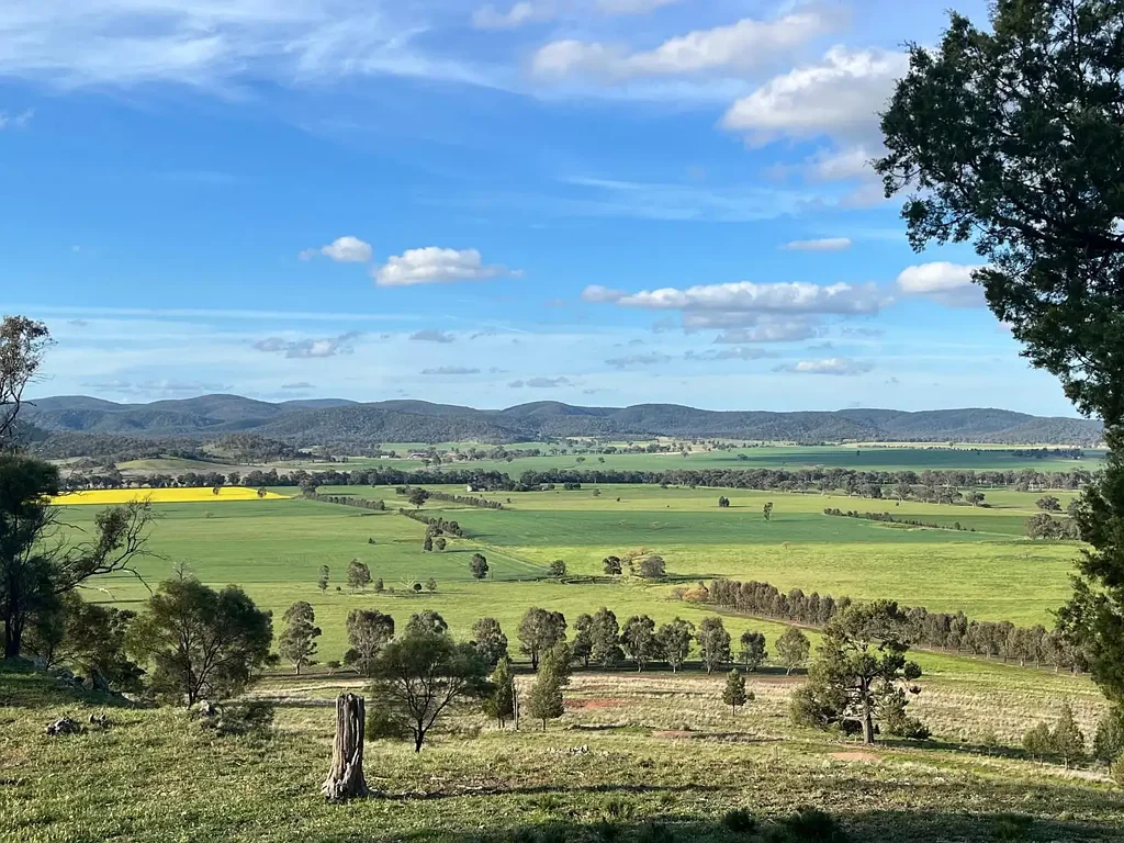 Canowindra  650ACRES* OF HIGH QUALITY MIXED FARMING & FATTENING COUNTRY