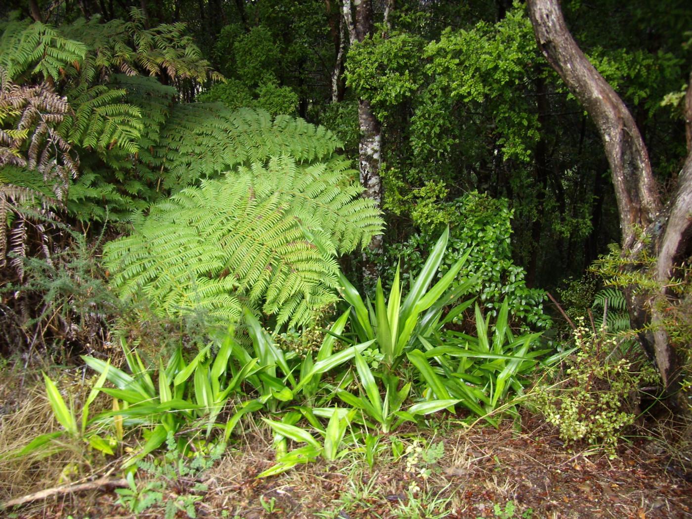 15 Ward Drive, Opua, Far North, 0 habitaciones, 0 baños