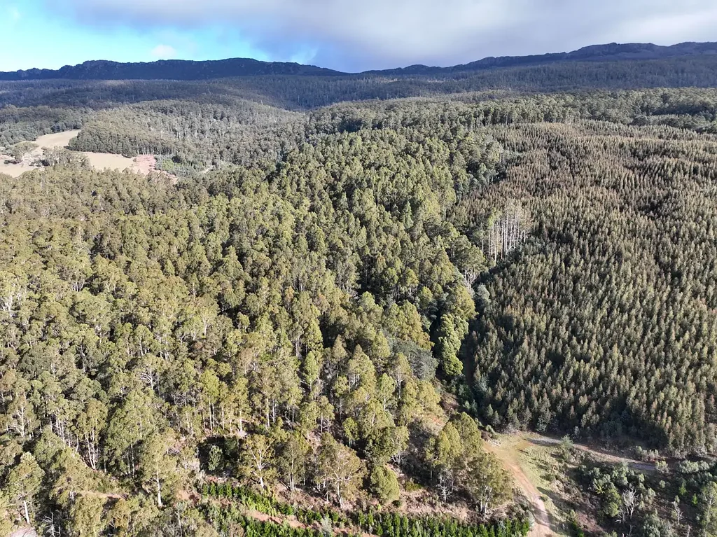 Mole Creek  Investment Opportunity