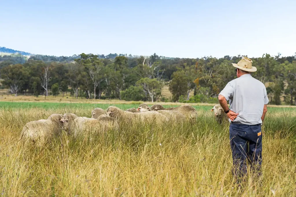 Brush Creek Southern Downs Grazing Opportunity - Sheep/Cattle