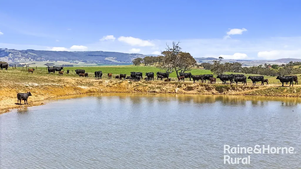 Inman Valley 'Coorabong' & 'Kemmiss Hill' - Scale, Reliability & High Performance Grazing with 5 freehold titles of 337ha (832acs).