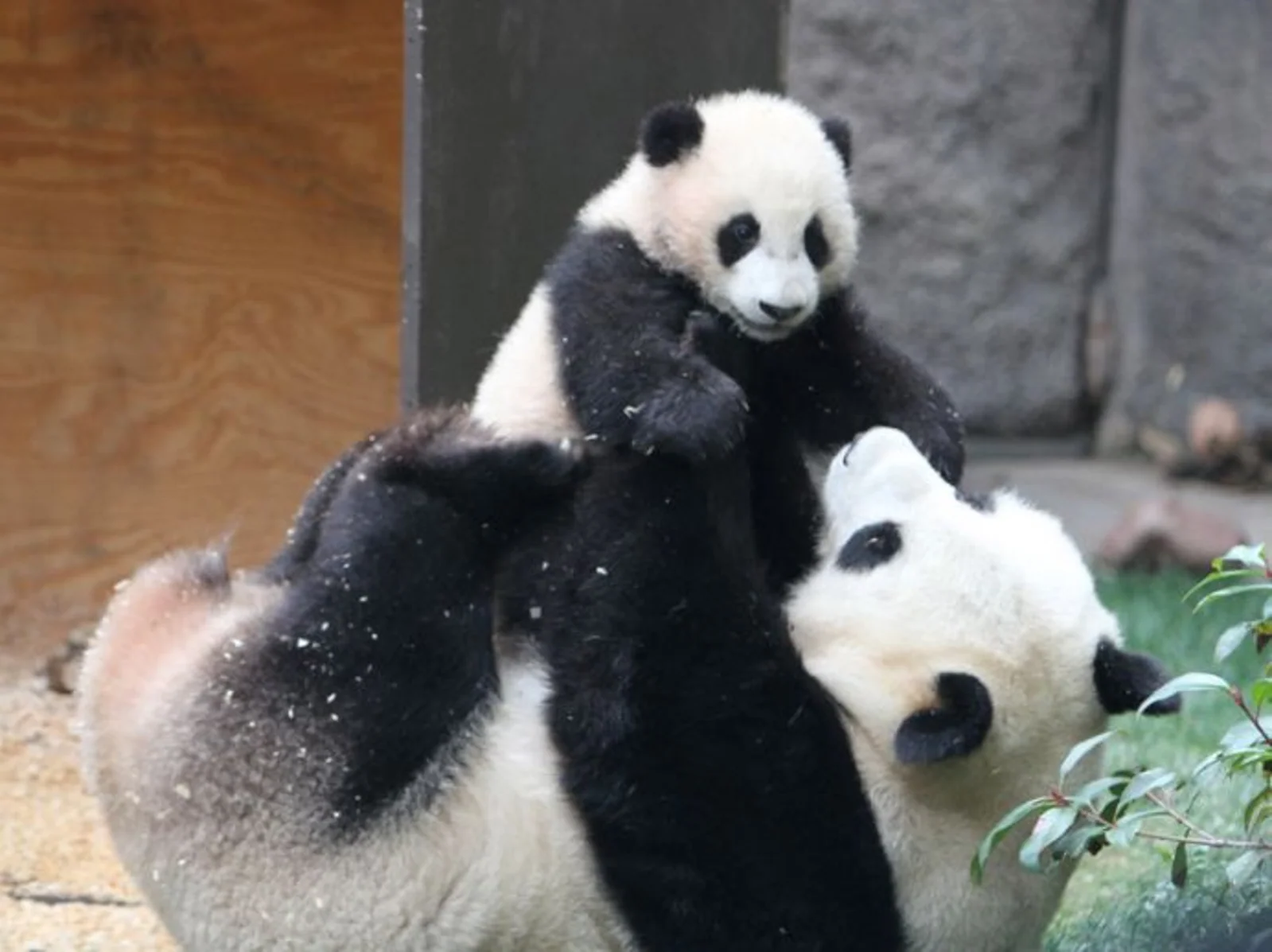 突发！揪心！中国借给泰国的大熊猫离世...