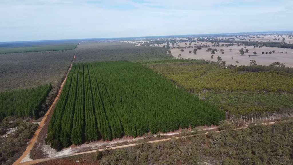 Edenhope  Mixed Forestry Opportunity