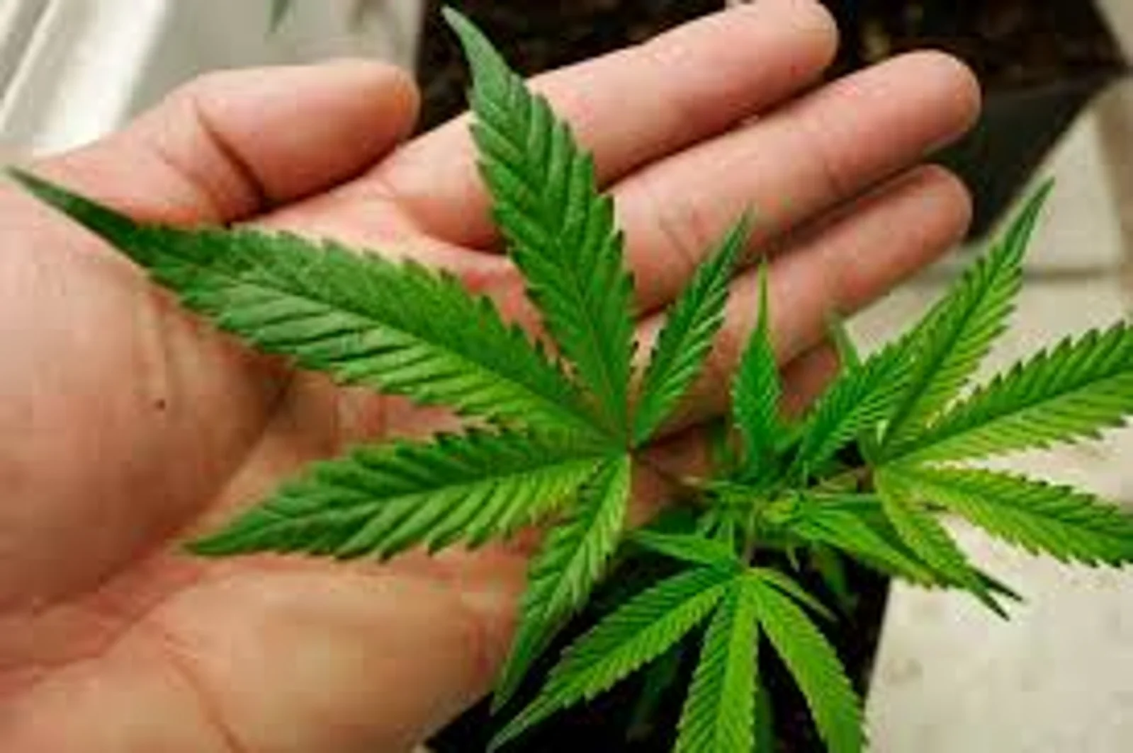 【国会新闻简译】医用大麻新规草案征询公众意见