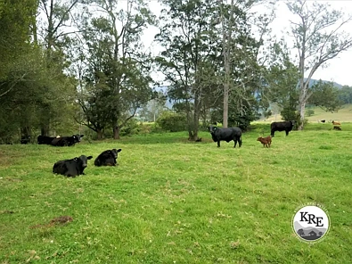 35 Phelps Road, Kyogle, NSW 2474, 3 habitaciones, 1 baños, Lifestyle Property
