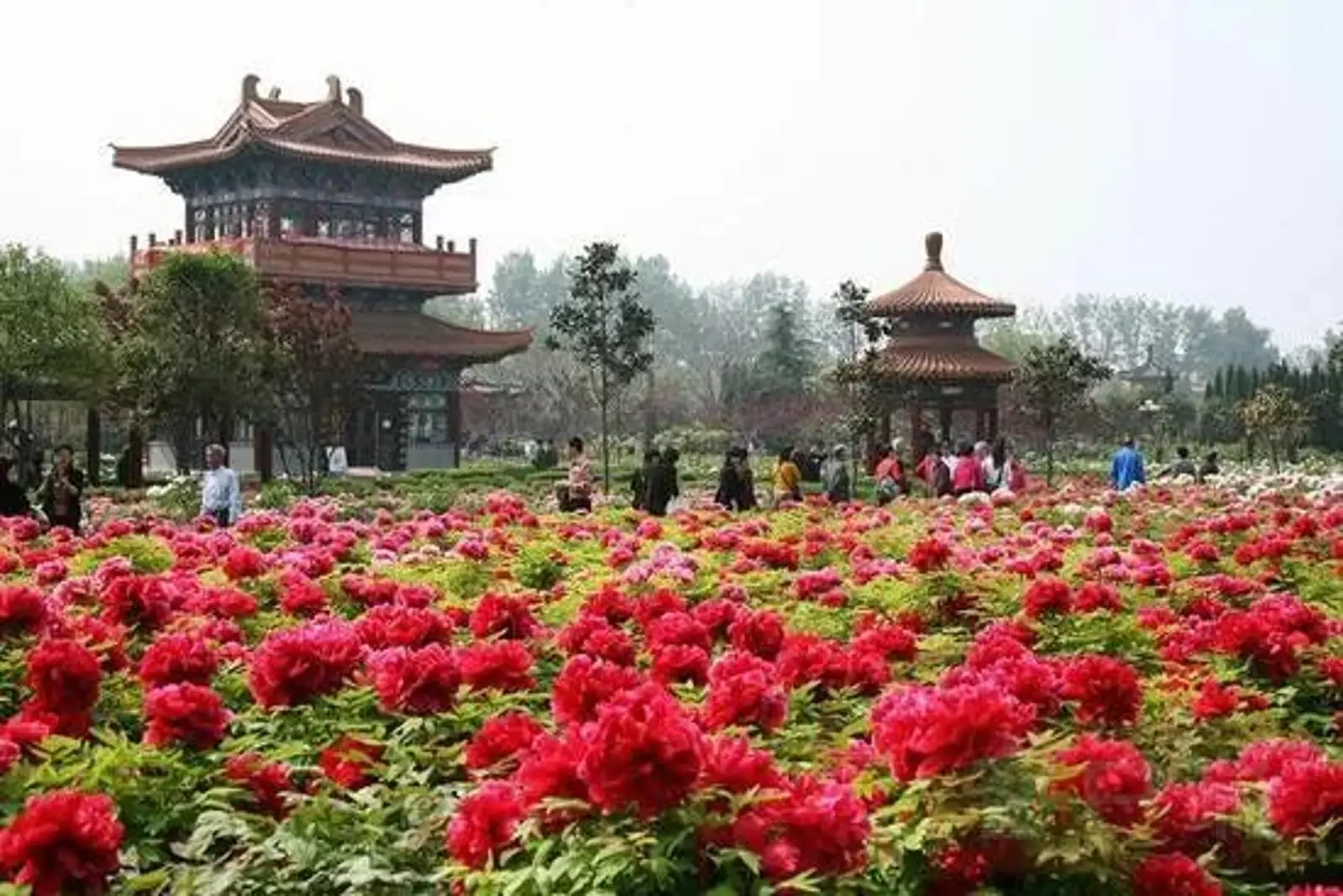 中国花协要推荐国花征求社会意见，你的意见呢？|新闻早餐2019.7.17星期三